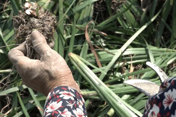 马蔺的养殖方法，建议用沙壤土种植