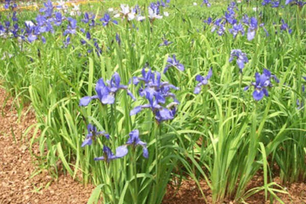 马蔺的养殖方法，建议用沙壤土种植