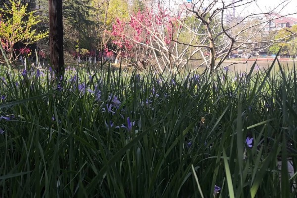 马蔺的养殖方法，建议用沙壤土种植