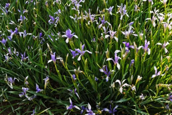 马蔺的养殖方法，建议用沙壤土种植