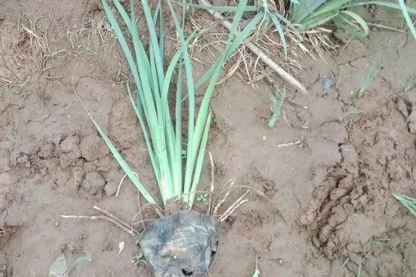 马蔺的养殖方法，建议用沙壤土种植