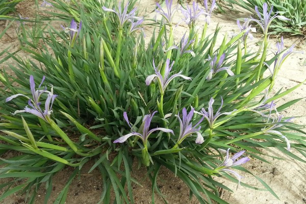 马蔺的养殖方法，建议用沙壤土种植