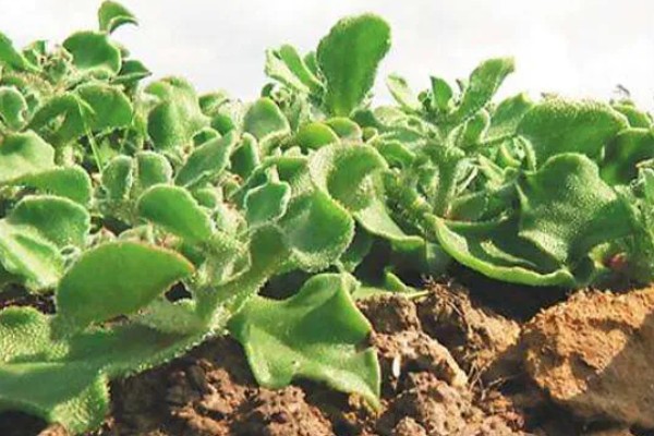 冰菜的种植环境，适合生长在5-25度的环境