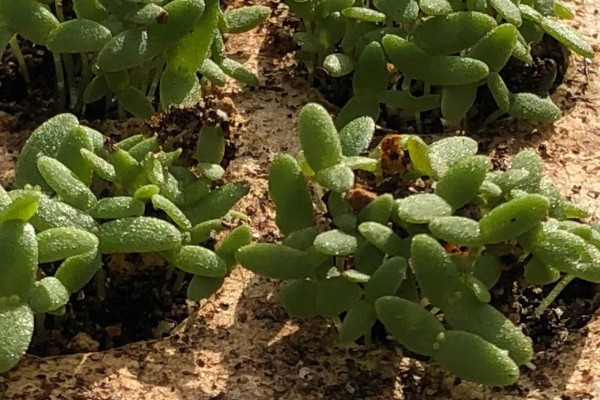 冰菜的种植环境，适合生长在5-25度的环境