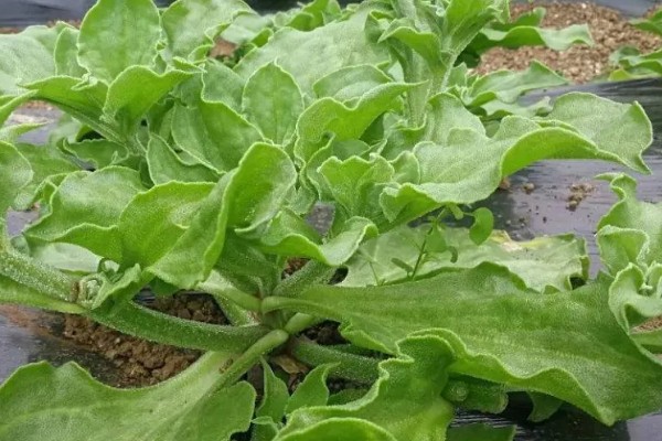 冰菜的种植环境，适合生长在5-25度的环境