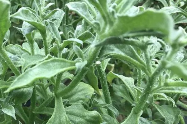 冰菜的种植环境，适合生长在5-25度的环境