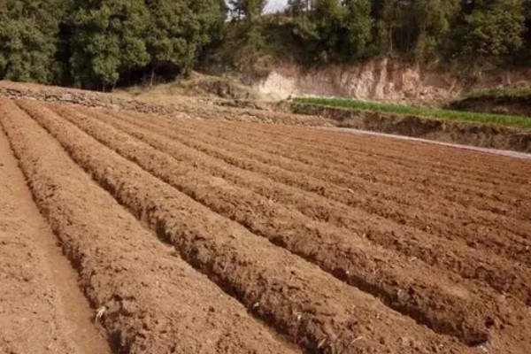 冰菜的种植环境，适合生长在5-25度的环境