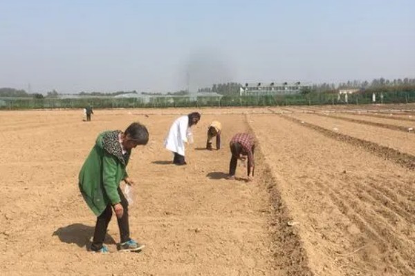 冰菜的种植环境，适合生长在5-25度的环境