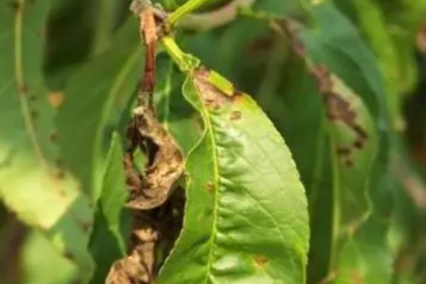 桃树食心虫的防治方法，防治时间最好选择在5-6月