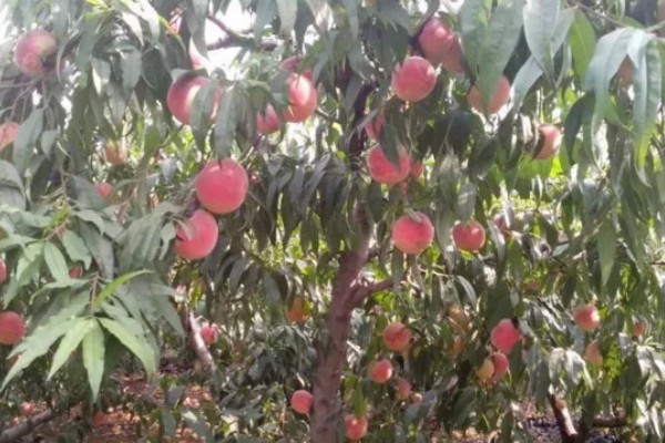 桃树食心虫的防治方法，防治时间最好选择在5-6月