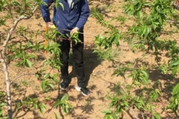 桃树食心虫的防治方法，防治时间最好选择在5-6月