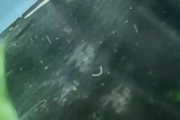 虾池里面有很多虫子怎么办，清理淤泥可减少虫子的食物来源