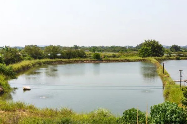 虾池里面有很多虫子怎么办，清理淤泥可减少虫子的食物来源