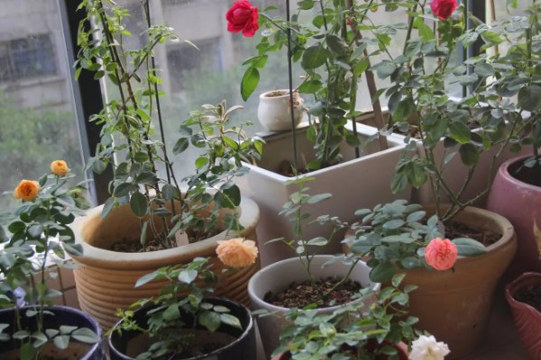 月季冬天会被冻死吗，长期处于0℃以下的环境中会被冻伤