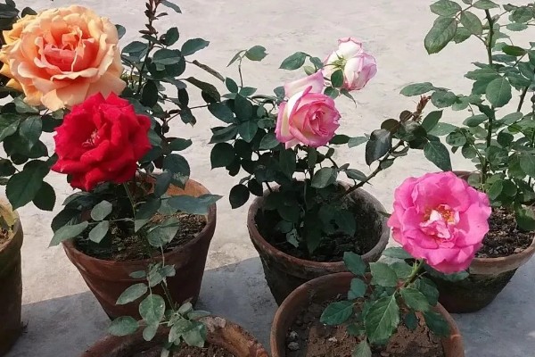 月季冬天会被冻死吗，长期处于0℃以下的环境中会被冻伤