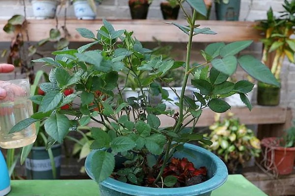 月季冬天会被冻死吗，长期处于0℃以下的环境中会被冻伤