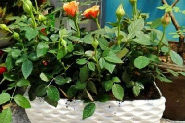 月季冬天会被冻死吗，长期处于0℃以下的环境中会被冻伤