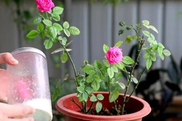 月季冬天会被冻死吗，长期处于0℃以下的环境中会被冻伤