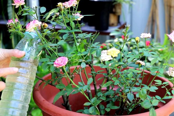 月季冬天会被冻死吗，长期处于0℃以下的环境中会被冻伤