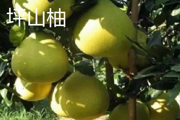 柚子有什么品种，金香柚、坪山柚、桑麻柚等品种很常见