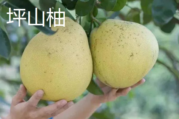 柚子有什么品种，金香柚、坪山柚、桑麻柚等品种很常见