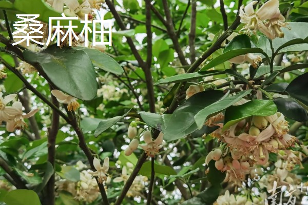 柚子有什么品种，金香柚、坪山柚、桑麻柚等品种很常见
