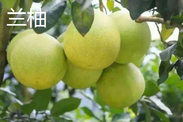 柚子有什么品种，金香柚、坪山柚、桑麻柚等品种很常见