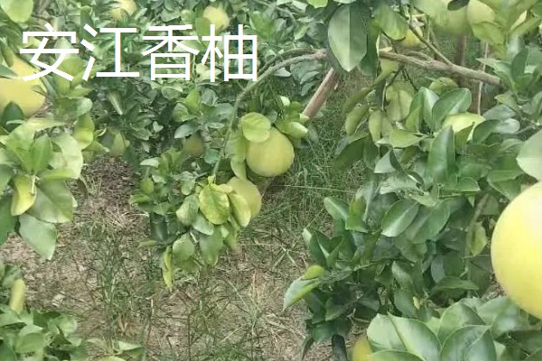 柚子有什么品种，金香柚、坪山柚、桑麻柚等品种很常见