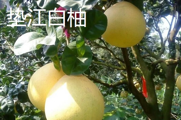 柚子有什么品种，金香柚、坪山柚、桑麻柚等品种很常见