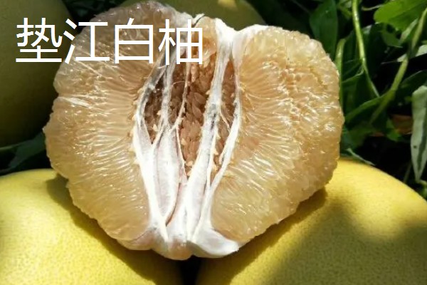 柚子有什么品种，金香柚、坪山柚、桑麻柚等品种很常见