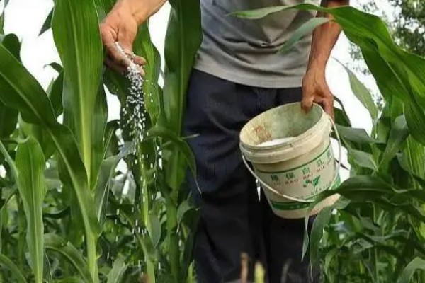 玉米高产方法，可栽培产量高、抗逆能力强的品种