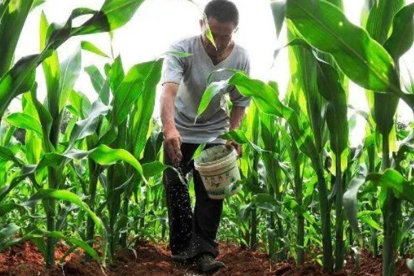 玉米高产方法，可栽培产量高、抗逆能力强的品种