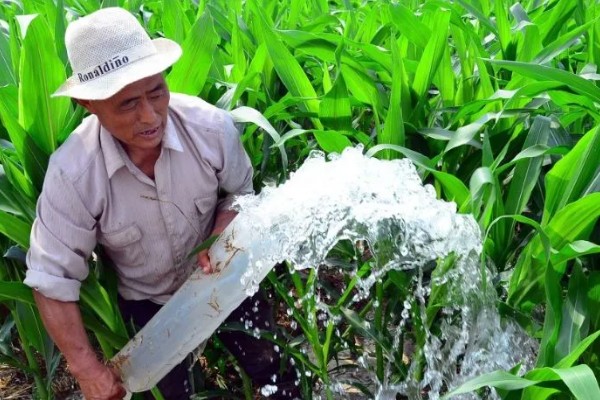 玉米高产方法，可栽培产量高、抗逆能力强的品种
