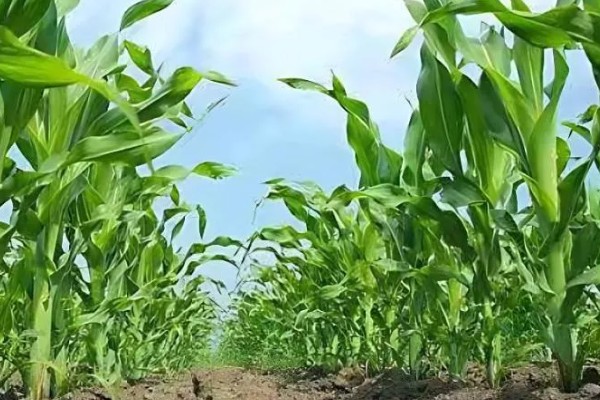 玉米高产方法，可栽培产量高、抗逆能力强的品种