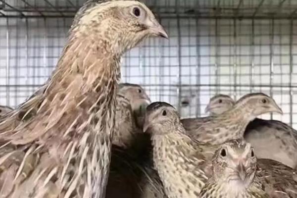 新手养鹌鹑的方法,要及时进行免疫注射