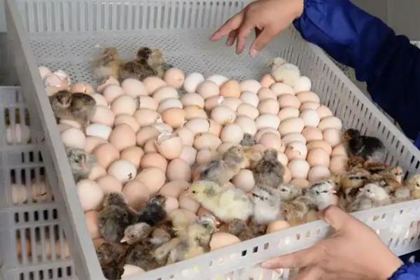 新手养鹌鹑的方法,要及时进行免疫注射