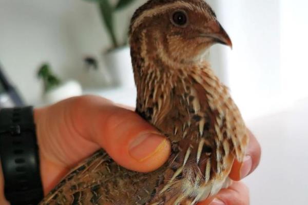 新手养鹌鹑的方法,要及时进行免疫注射