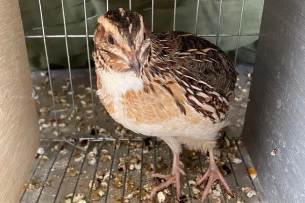 新手养鹌鹑的方法,要及时进行免疫注射