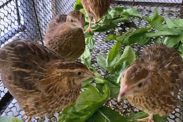 新手养鹌鹑的方法,要及时进行免疫注射