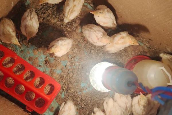 新手养鹌鹑的方法,要及时进行免疫注射