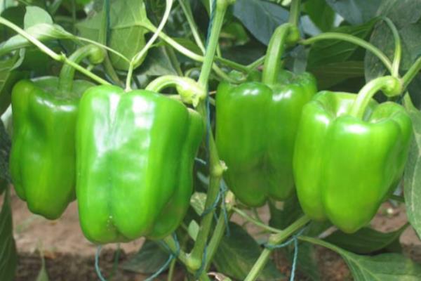 全国优质辣椒品种,有中椒4号、中椒7号等