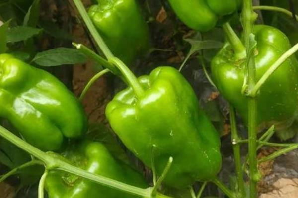 全国优质辣椒品种,有中椒4号、中椒7号等