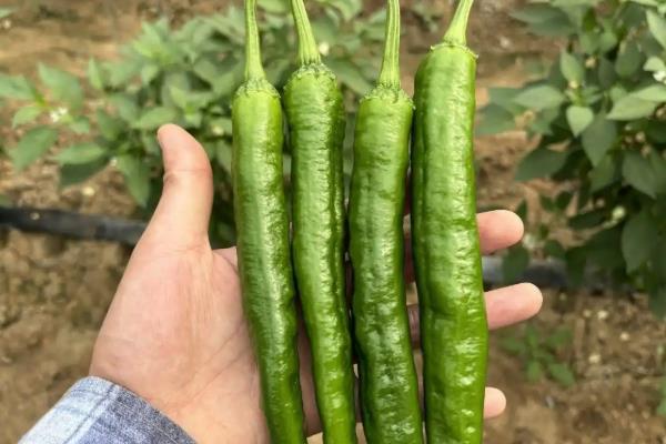 全国优质辣椒品种,有中椒4号、中椒7号等