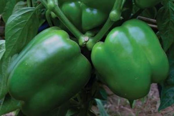 全国优质辣椒品种,有中椒4号、中椒7号等