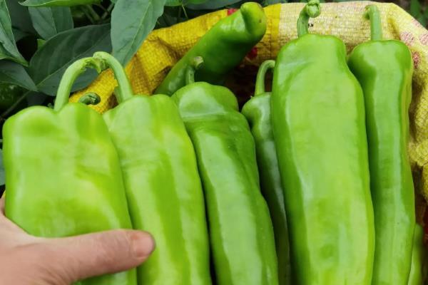 全国优质辣椒品种,有中椒4号、中椒7号等