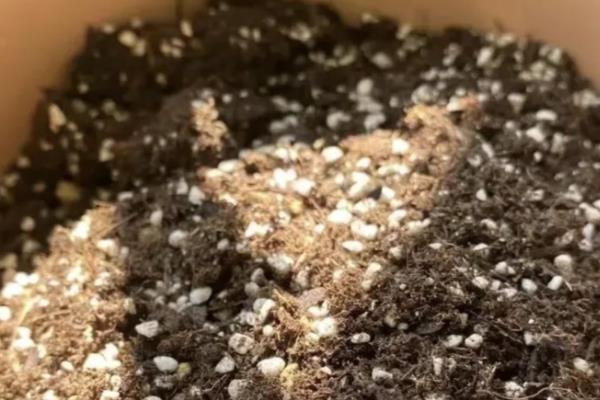 养铁线莲的方法，夏季注意遮阴防晒