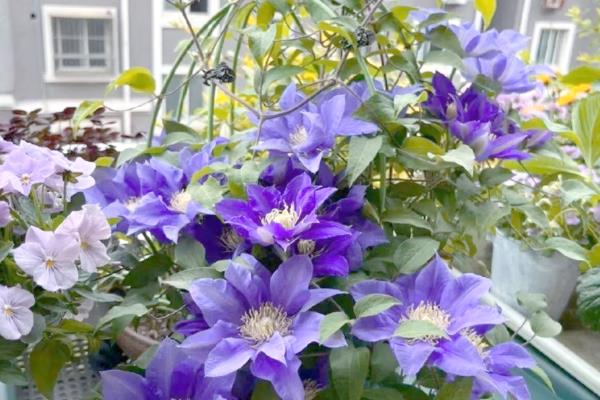 养铁线莲的方法，夏季注意遮阴防晒