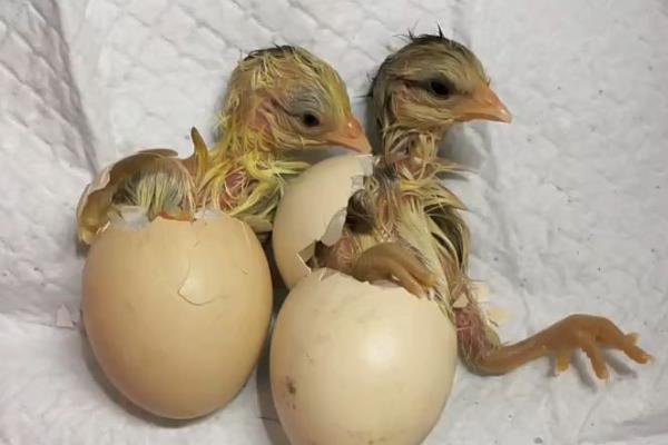 小鸡破壳有血会不会死亡，一般不会致死