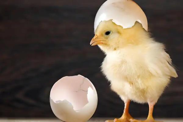 小鸡破壳有血会不会死亡，一般不会致死