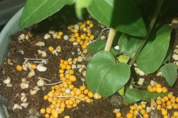 养铁线莲的方法，夏季注意遮阴防晒